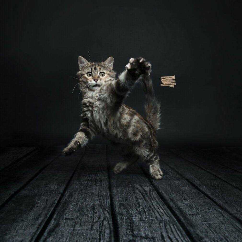 Cat Toy S435276