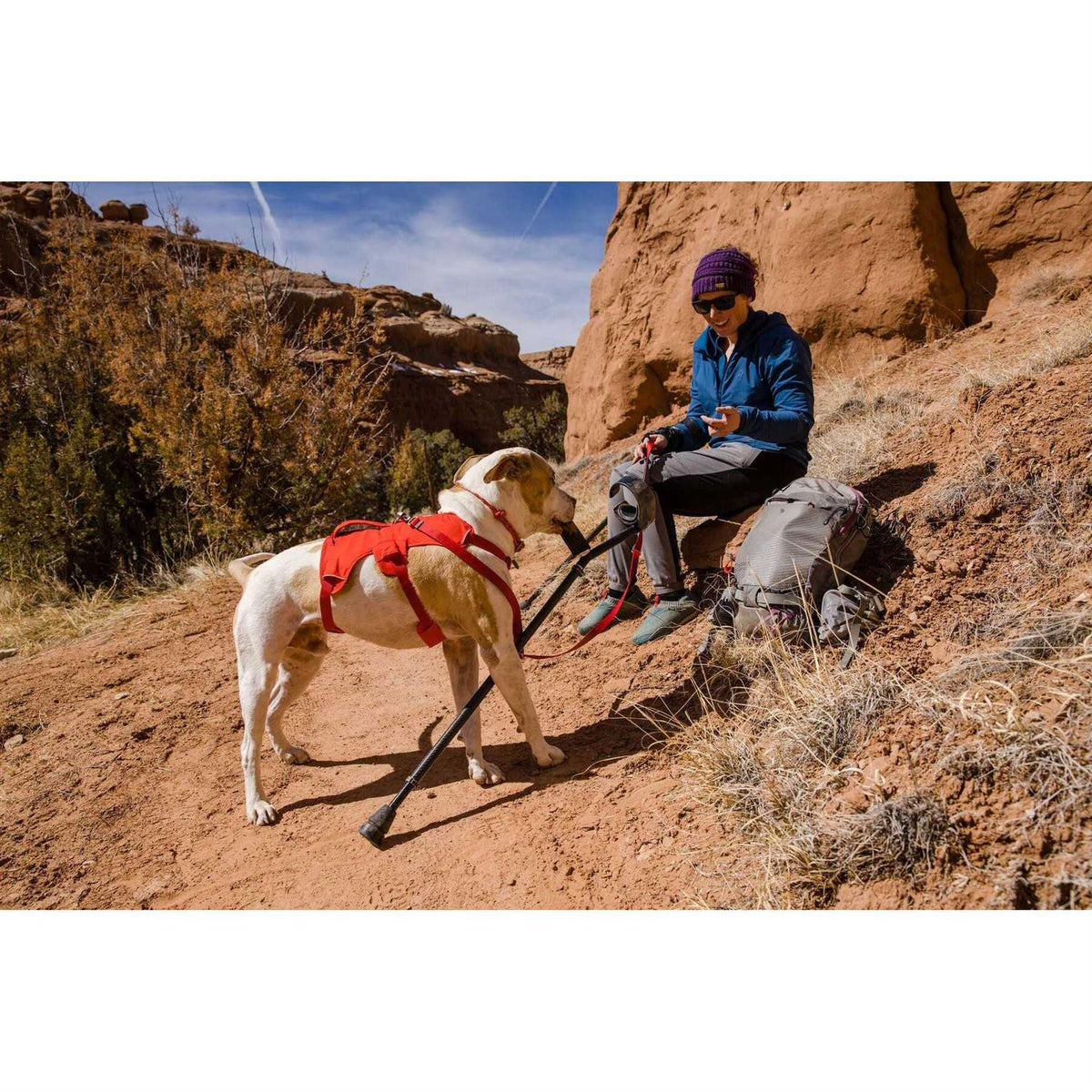 Web Master Dog Harness C3511