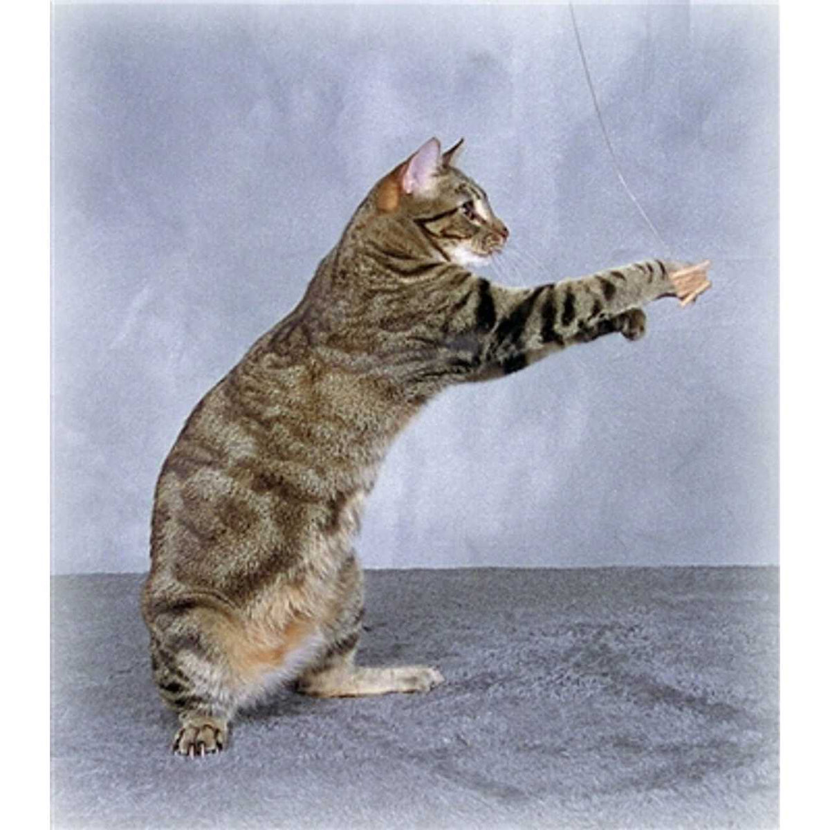 Cat Toy S435276